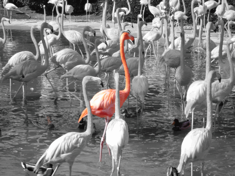 Selective-Color-Flamingo.gif image by roger6087